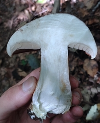 Phlegmacium balteatocumatile