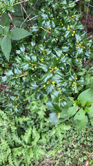 Ilex cornuta