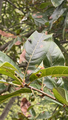 Quercus imbricaria