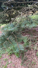 Abies concolor