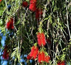 Melaleuca viminalis viminalis