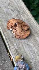 Fistulina hepatica
