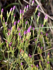 Zeltnera muehlenbergii