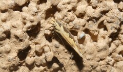 Ornativalva erubescens