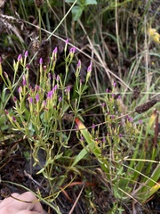 Zeltnera muehlenbergii