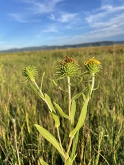 Grindelia integrifolia