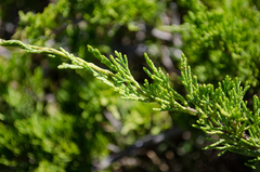 Juniperus sabina