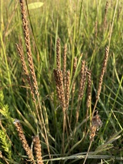 Plantago maritima