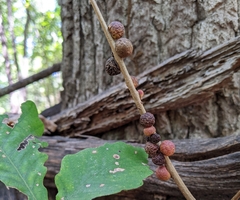 Disholcaspis globosa