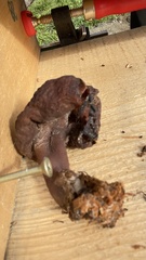 Gyromitra infula