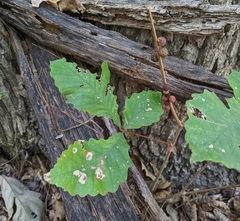 Disholcaspis globosa