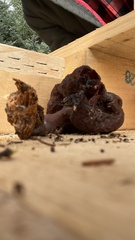 Gyromitra infula