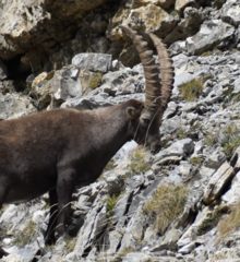 Capra ibex
