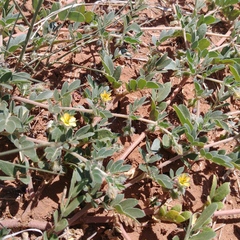 Kallstroemia parviflora