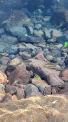 Characiformes