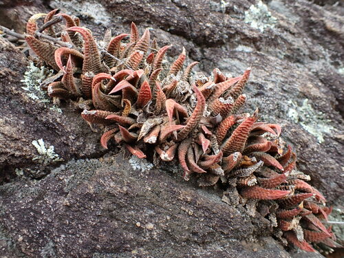 Image of Haworthiopsis scabra by (c) Ren Hoekstra, some rights reserved (CC BY)