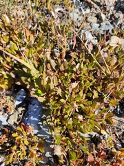 Dryas ajanensis