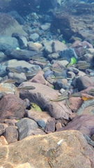 Characiformes
