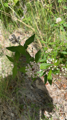 Asclepias texana