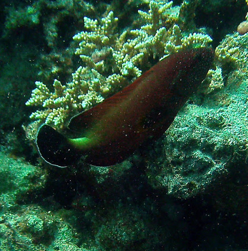 Yellowfin Hind — seen at this dive site