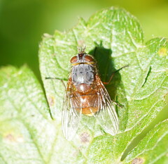 Calliphora nigrithorax