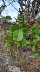 Andira vermifuga