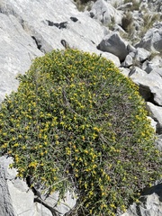 Euphorbia spinosa