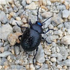 Timarcha goettingensis