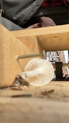 Cuphophyllus virgineus