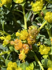 Euphorbia spinosa