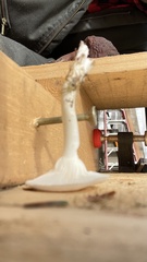 Cuphophyllus virgineus