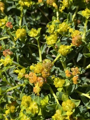 Euphorbia spinosa