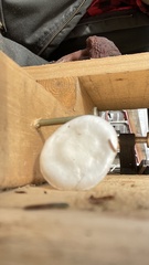 Cuphophyllus virgineus