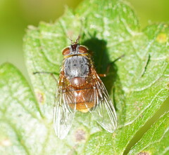 Calliphora nigrithorax