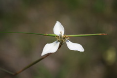 Moraea tricuspidata