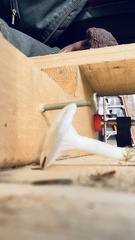 Cuphophyllus virgineus