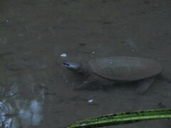 Chelydra acutirostris