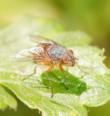 Calliphora nigrithorax