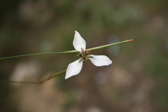 Moraea tricuspidata
