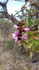 Andira vermifuga