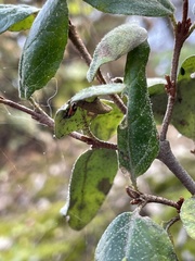 Hippodamia parenthesis