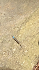 Argia apicalis