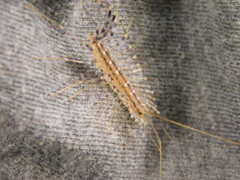 Scutigeromorpha