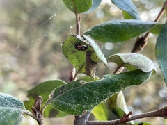 Hippodamia parenthesis