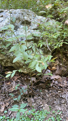 Vaccinium pallidum
