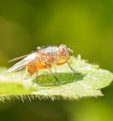Calliphora nigrithorax