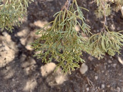 Juniperus occidentalis