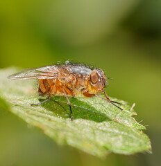 Calliphora nigrithorax