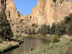 Juniperus occidentalis