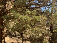 Juniperus occidentalis